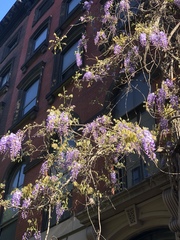 Wisteria sinensis