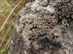 Stereocaulon gregarium