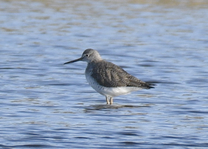 Shanks, Tattlers, and Allies from Lighthouse Center for Natural