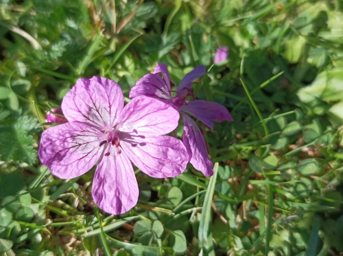 Erodium manescavi (Erodium manescavi)