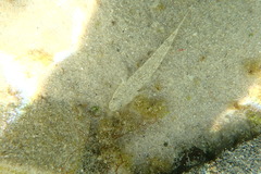 Caffrogobius