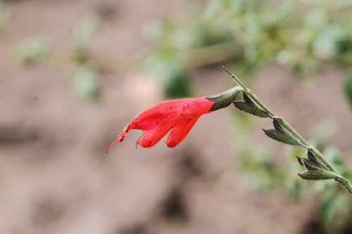 Salvia oppositiflora, photograph 5