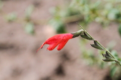 Salvia oppositiflora, photograph (c) capacoscar, some rights reserved (CC BY)