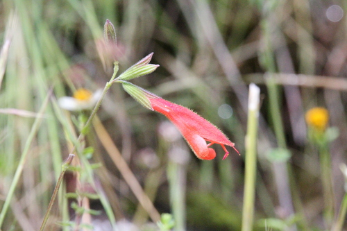Salvia oppositiflora, photograph 6
