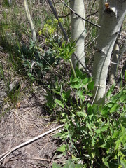 Osmorhiza occidentalis
