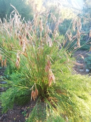 Thamnochortus punctatus