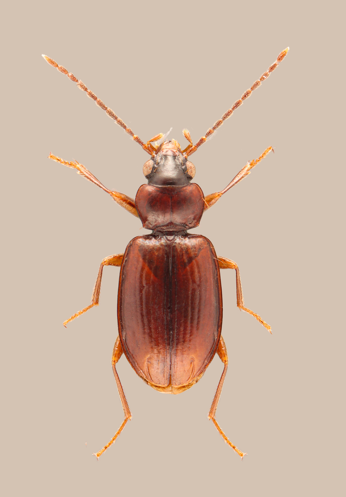 Tachys pumilus