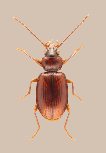 Tachys pumilus