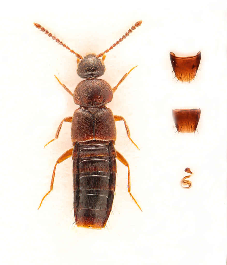 Mocyta breviuscula