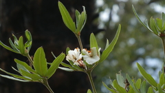 Eucryphia moorei