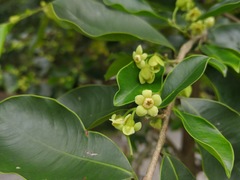 Aquilaria sinensis