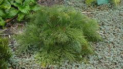 Aciphylla dieffenbachii