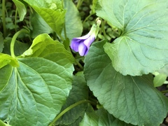 Viola sororia