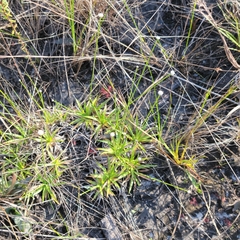 Paepalanthus anceps, photograph Jay Horn, CC BY, iNaturalist via GBIF