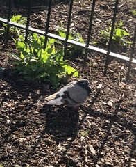 Columba livia domestica