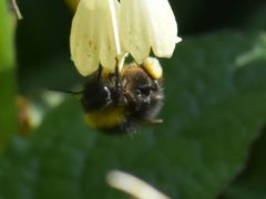 Bombus pratorum