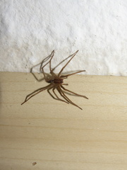 Araneae