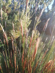 Thamnochortus punctatus