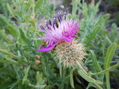 Centaurea sphaerocephala