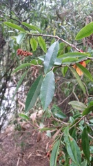 Photinia davidiana