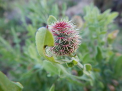 Centaurea sphaerocephala