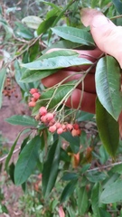 Photinia davidiana