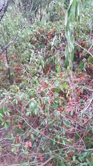 Photinia davidiana