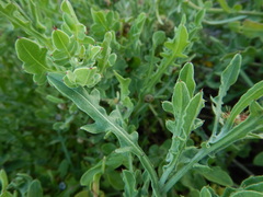 Centaurea sphaerocephala