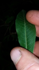 Photinia davidiana