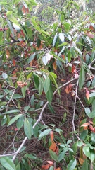 Photinia davidiana