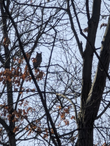 Great Horned Owl photographed in Michigan