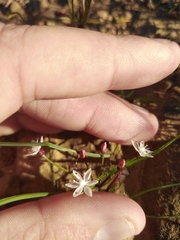 Strumaria tenella tenella