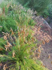 Thamnochortus punctatus