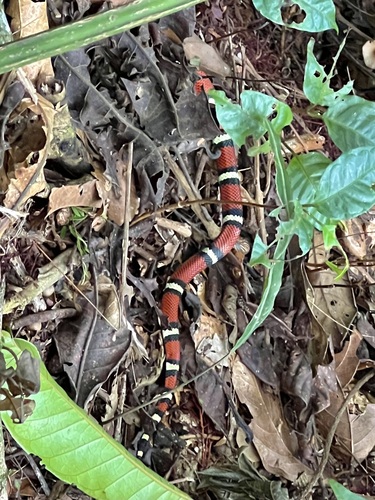 Central American Milksnake