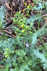 Senecio vulgaris