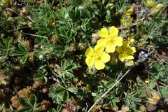 Potentilla verna