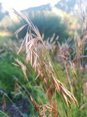 Thamnochortus punctatus