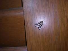 Flammona quadrifasciata