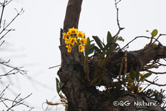 Dendrobium chrysotoxum, photograph (c) Wang.QG, some rights reserved (CC BY)