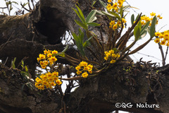 Dendrobium chrysotoxum, photograph (c) Wang.QG, some rights reserved (CC BY)