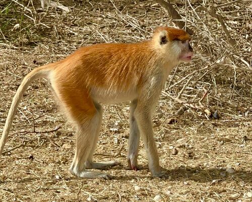 Western Patas Monkey