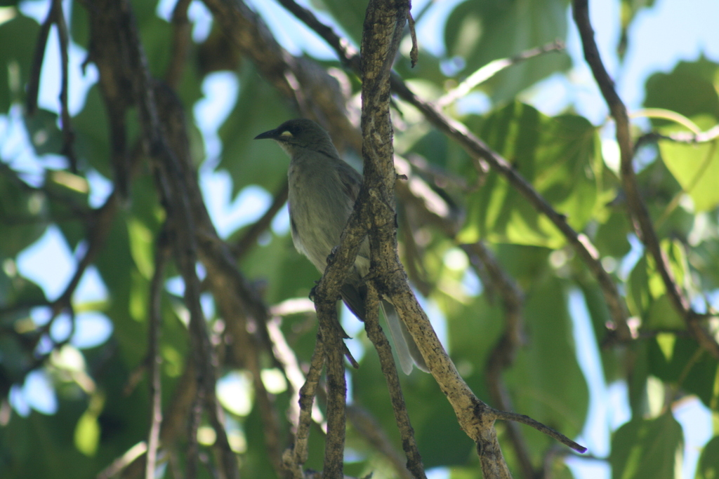 White-gaped Honeyeater from Kununurra WA 6743, Australia on April 11 ...