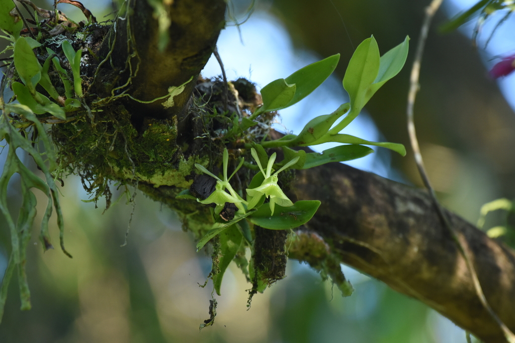 Epidendrum latilabre Lindl.