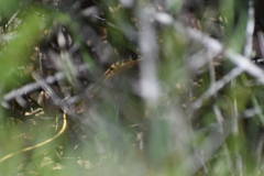 Masticophis lateralis euryxanthus