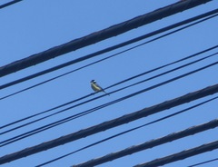 Cyanistes teneriffae teneriffae