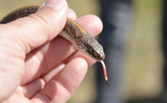Thamnophis sirtalis concinnus