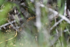 Masticophis lateralis euryxanthus