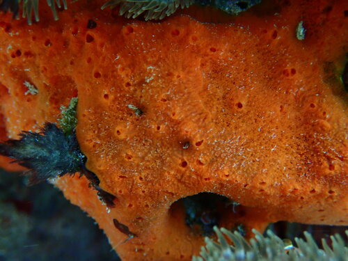 Clathria cleistochela