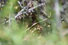 Masticophis lateralis euryxanthus