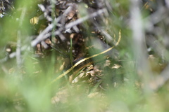 Masticophis lateralis euryxanthus